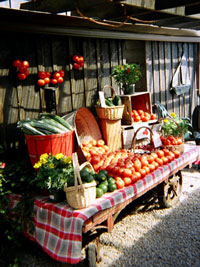 Tomatoes at Dusk